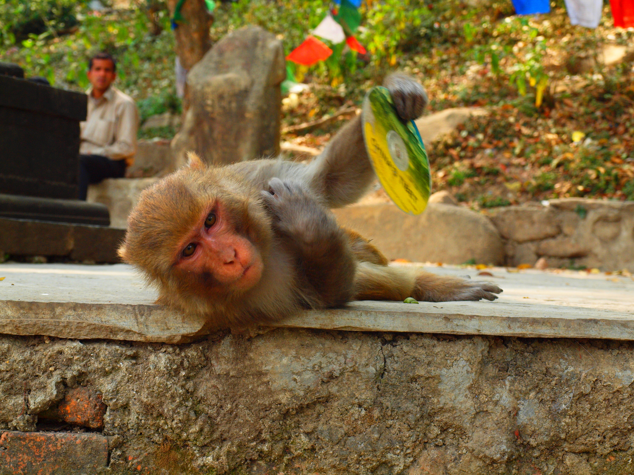 Gaze over Monkeys at Swoyambhunath Stupa & Narayanhiti Palace Museum